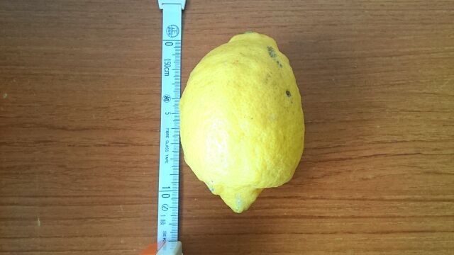 一番大きなレモンは約11.5cm