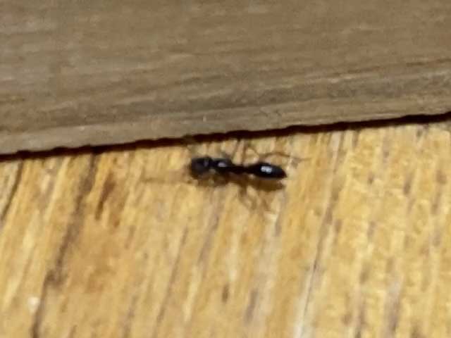 僕の家にいる蟻