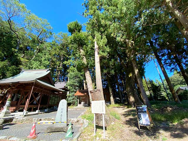 厳島神社の巨樹群