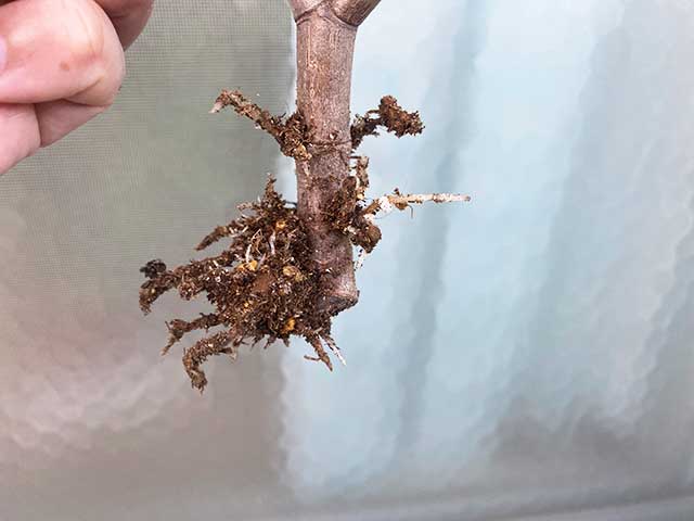 金のなる木を挿し木して約3か月経過したらで根が出てた！